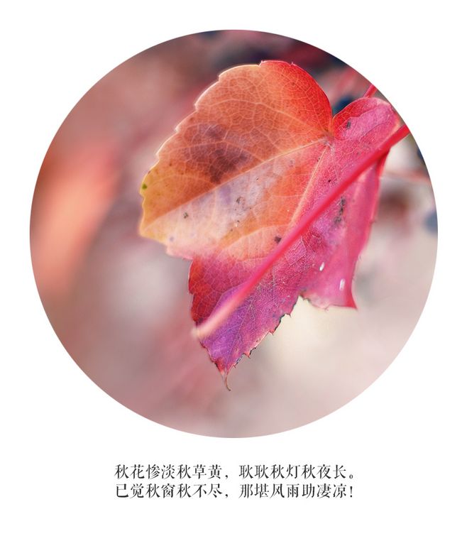 milan米兰app官网|申花锋线新援即将到位只待官宣?资历显赫曾在英超表现不俗(图2) 米兰官方网站