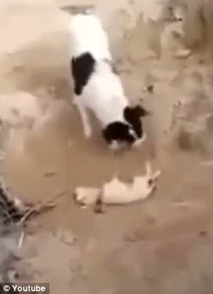 11月加拿大里德利码头煤炭出口环比大降近70%‘milan米兰app官网’(图1) 米兰官方网站