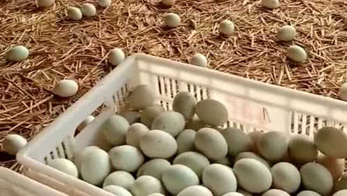 milan米兰app官网