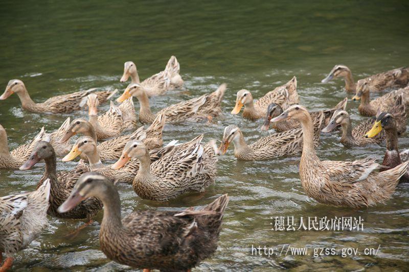 韩流目前遭遇不顺 崔康熙在韩国独霸一方【milan米兰app官网】(图2) milan米兰app官网