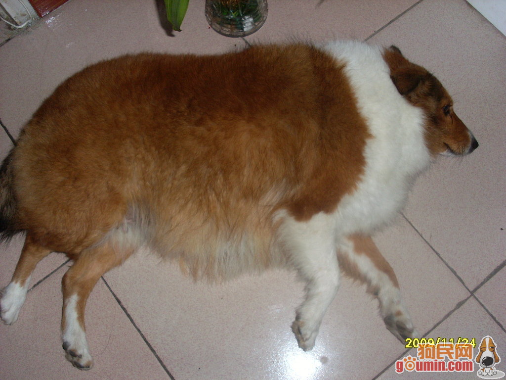 韩流目前遭遇不顺 崔康熙在韩国独霸一方【milan米兰app官网】(图4) milan米兰