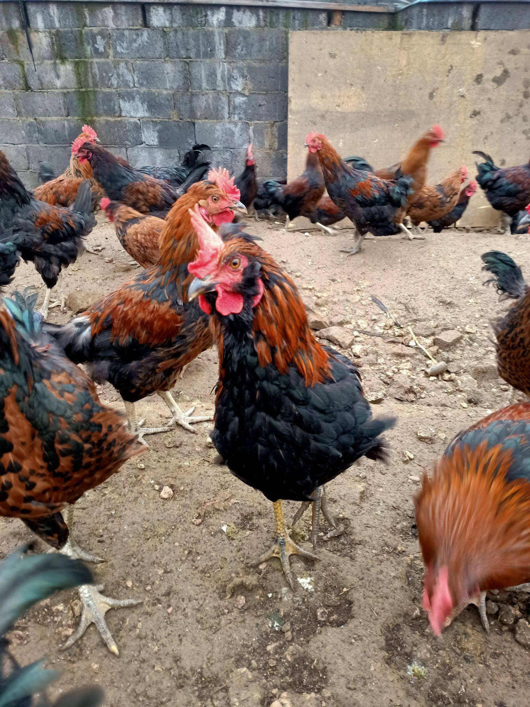 milan米兰-不负春光复工忙(统筹抓好改革发展稳定各项工作)(图1) milan米兰