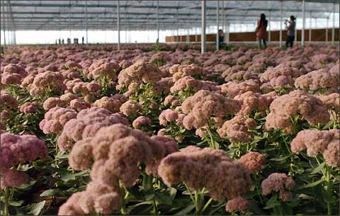 milan米兰app官网