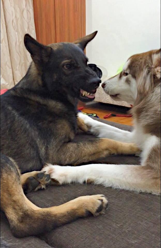 他或将成为国足一号门将最大黑马!表现不俗值得国足重用‘milan米兰’(图3) milan米兰app官网