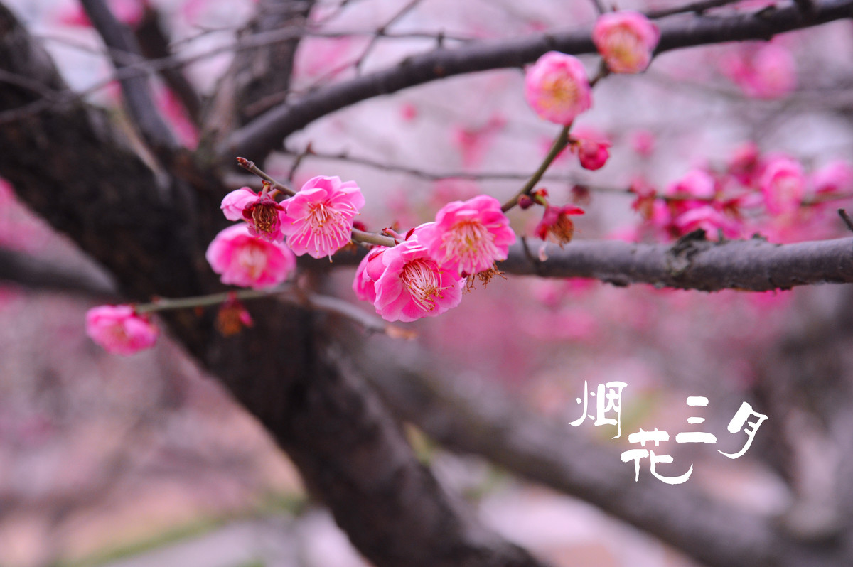 米兰官方网站:6月第三周纽卡斯尔港动力煤价格降至三年来新低(图2) milan米兰