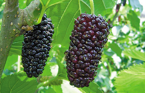 milan米兰app官网