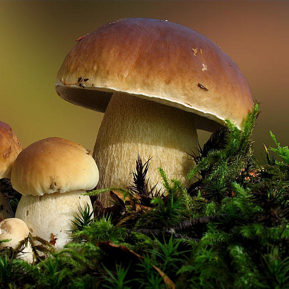 milan米兰app官网