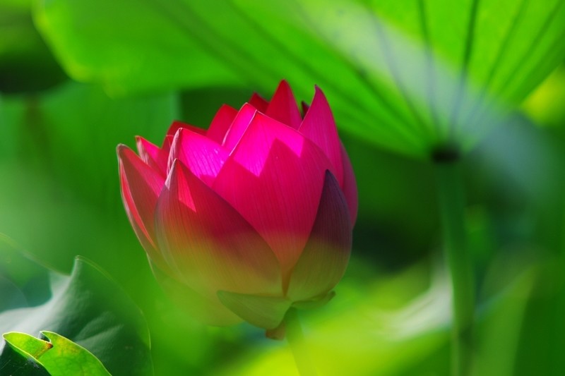 milan米兰app官网